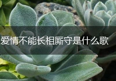 爱情不能长相厮守是什么歌
