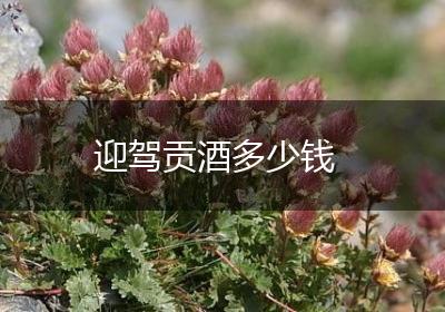 迎驾贡酒多少钱