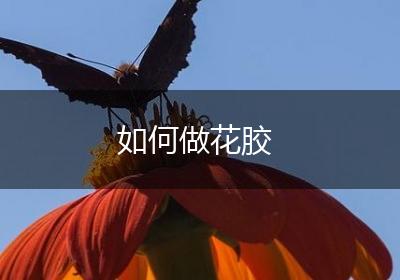如何做花胶