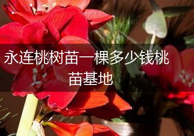 永连桃树苗一棵多少钱桃苗基地