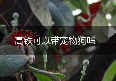 高铁可以带宠物狗吗