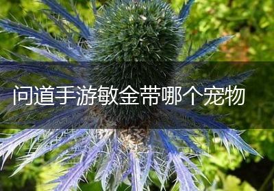 问道手游敏金带哪个宠物