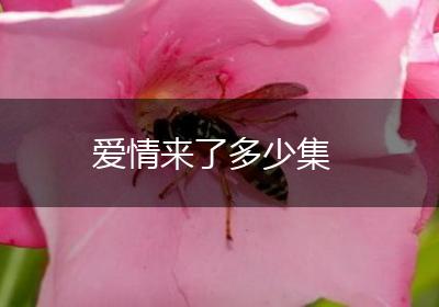 爱情来了多少集