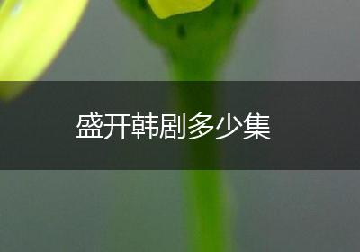 盛开韩剧多少集