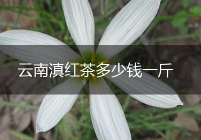 云南滇红茶多少钱一斤