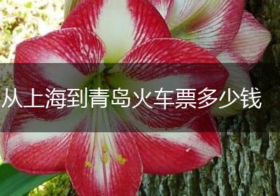从上海到青岛火车票多少钱