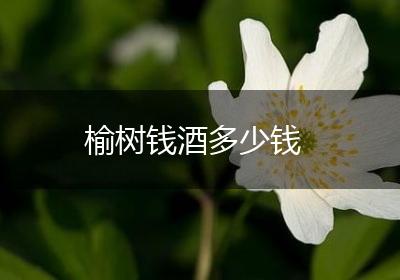 榆树钱酒多少钱