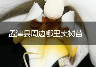 孟津县周边哪里卖树苗