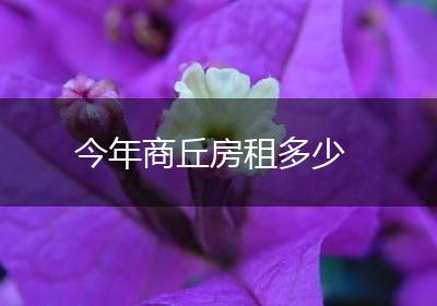 今年商丘房租多少