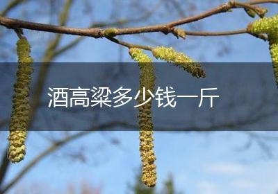 酒高粱多少钱一斤