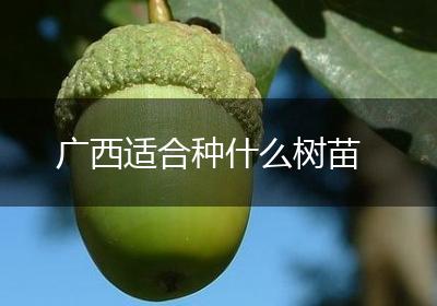 广西适合种什么树苗