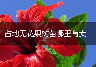 占地无花果树苗哪里有卖