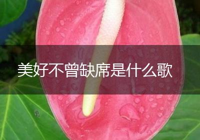 美好不曾缺席是什么歌
