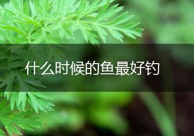 什么时候的鱼最好钓