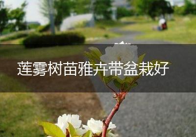 莲雾树苗雅卉带盆栽好