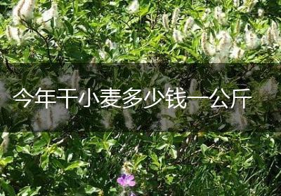 今年干小麦多少钱一公斤