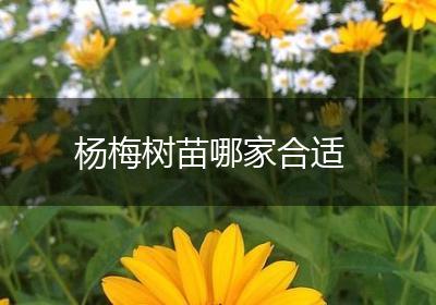 杨梅树苗哪家合适