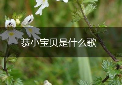恭小宝贝是什么歌