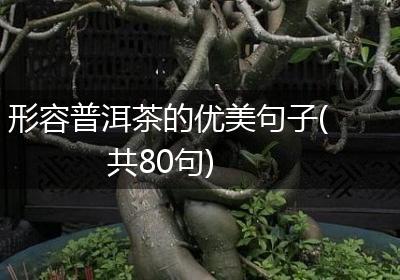 形容普洱茶的优美句子(共80句)