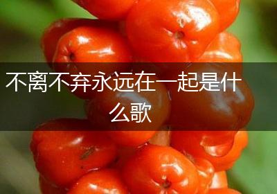 不离不弃永远在一起是什么歌
