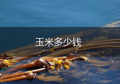 玉米多少钱