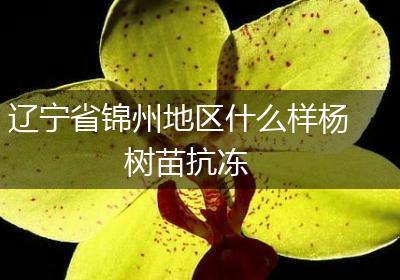 辽宁省锦州地区什么样杨树苗抗冻