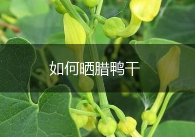 如何晒腊鸭干