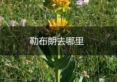 勒布朗去哪里