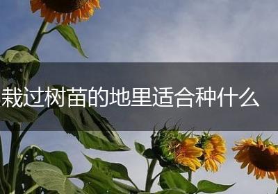 栽过树苗的地里适合种什么