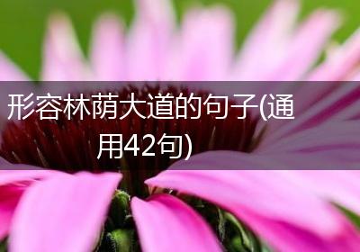 形容林荫大道的句子(通用42句)