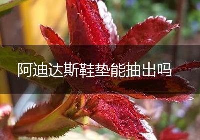 阿迪达斯鞋垫能抽出吗