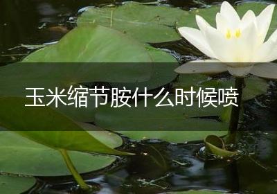 玉米缩节胺什么时候喷