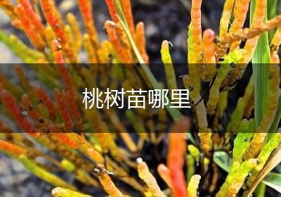 桃树苗哪里
