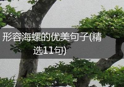形容海螺的优美句子(精选11句)