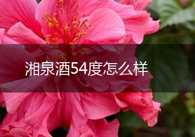 湘泉酒54度怎么样