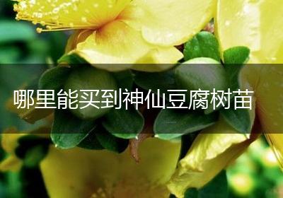哪里能买到神仙豆腐树苗
