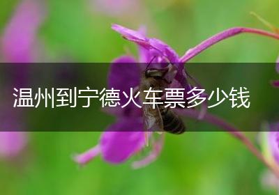 温州到宁德火车票多少钱