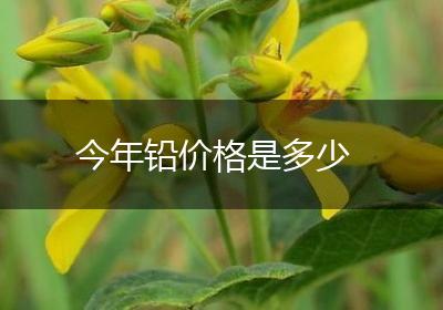 今年铅价格是多少
