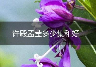 许殿孟莹多少集和好