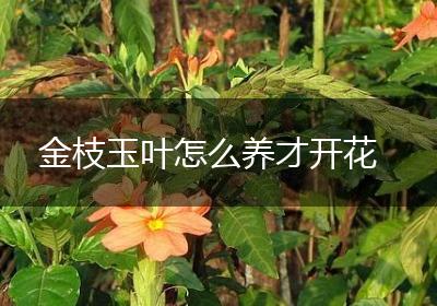 金枝玉叶怎么养才开花