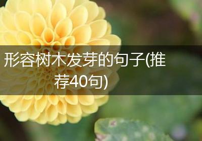 形容树木发芽的句子(推荐40句)