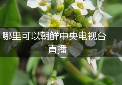 哪里可以朝鲜中央电视台直播