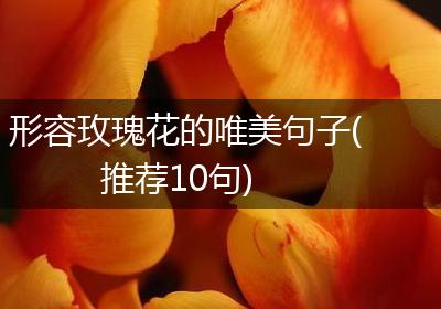 形容玫瑰花的唯美句子(推荐10句)