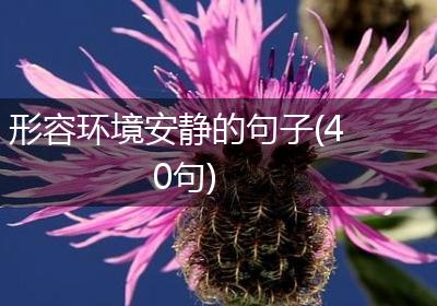 形容环境安静的句子(40句)