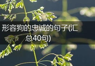 形容狗的忠诚的句子(汇总40句)