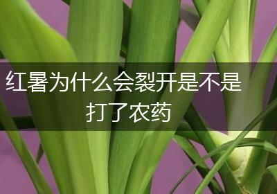 红暑为什么会裂开是不是打了农药