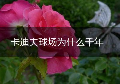 卡迪夫球场为什么千年