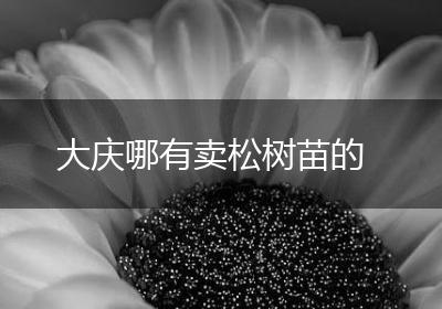 大庆哪有卖松树苗的