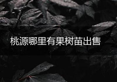 桃源哪里有果树苗出售