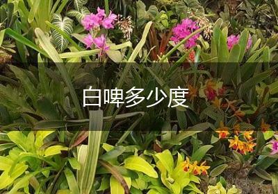 白啤多少度